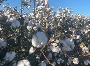 Cotton Farming Australia